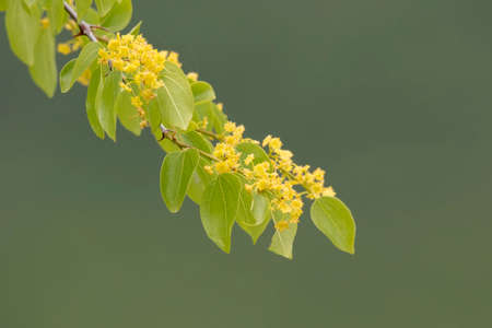 A branch of a tree full of yellow flowers