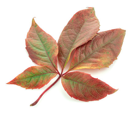 Red leaves of a plant on a white backgroundの写真素材