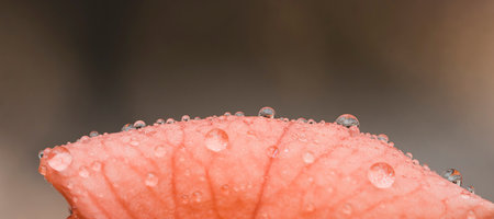 Dew drops on the petal of a red flowerの写真素材