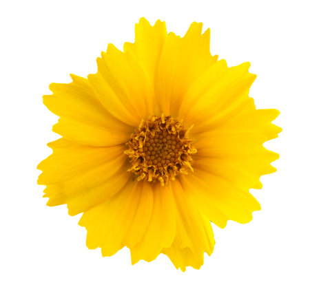 Yellow flower isolated on white backgroundの写真素材