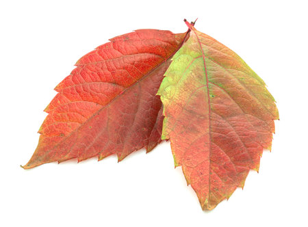 Red leaves of a plant on a white backgroundの写真素材
