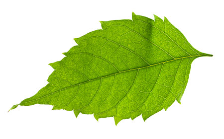 green leaf isolated on a white backgroundの写真素材