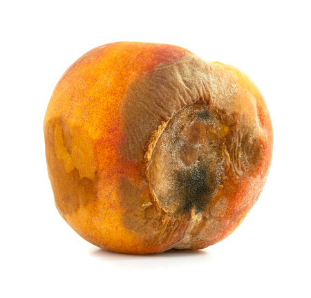 Rotten peach isolated on a white backgroundの写真素材