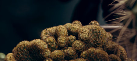 Cactus with many needlesの写真素材