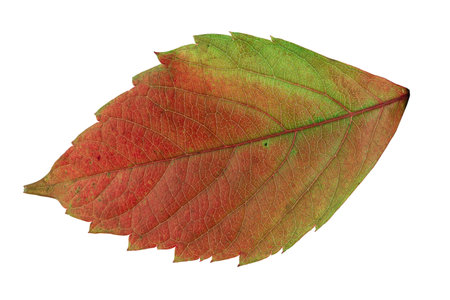 A leaf from a tree isolated on a white backgroundの写真素材