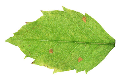A leaf from a tree isolated on a white backgroundの写真素材
