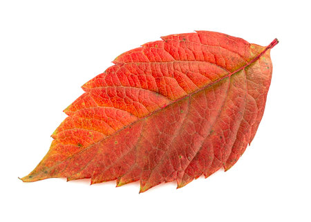 A leaf from a tree isolated on a white backgroundの写真素材
