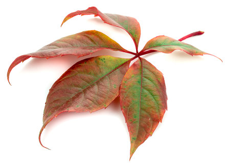 A leaf from a tree isolated on a white backgroundの写真素材