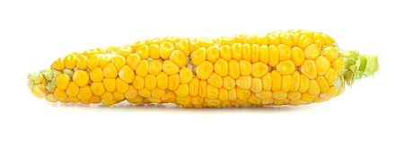 Yellow corn isolated on a white backgroundの写真素材