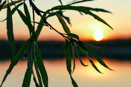 Sunsetの写真素材