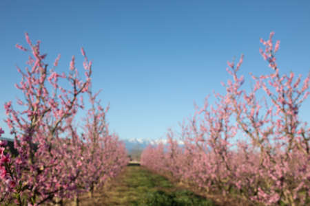 Apple orchard blossoms in spring in the Pyrenees-Orientales, Franceの写真素材