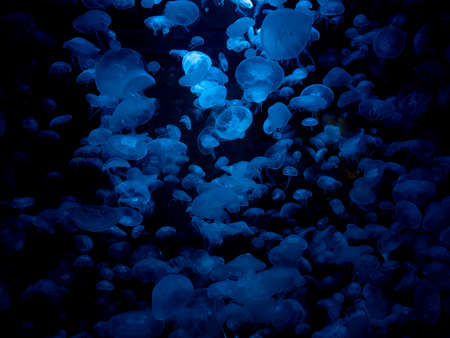Jellyfish floating against a dark backgroundの写真素材