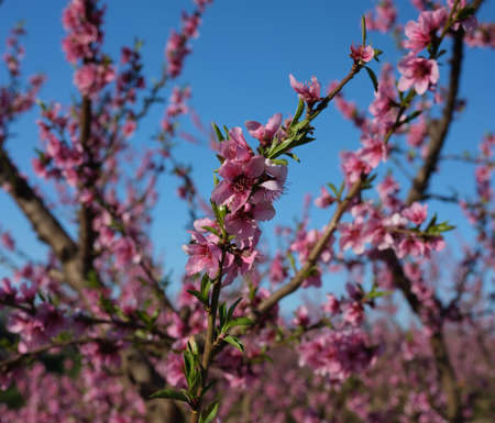 Apple orchard blossoms in spring in the Pyrenees-Orientales, Franceの写真素材
