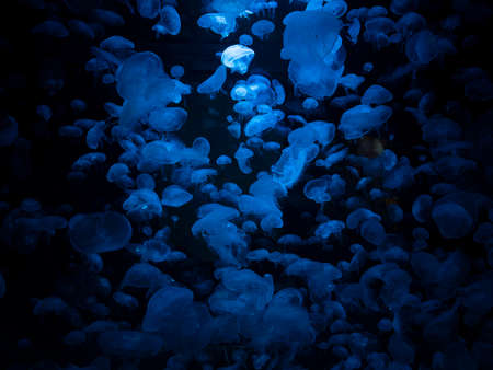 Jellyfish floating against a dark backgroundの写真素材