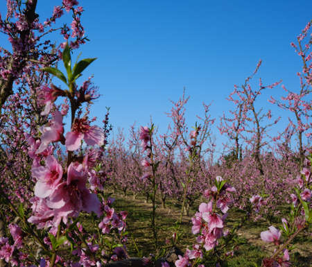 Apple orchard blossoms in spring in the Pyrenees-Orientales, Franceの写真素材