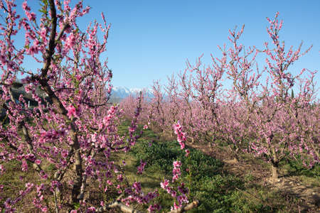 Apple orchard blossoms in spring in the Pyrenees-Orientales, Franceの写真素材