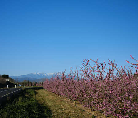 Apple orchard blossoms in spring in the Pyrenees-Orientales, Franceの写真素材