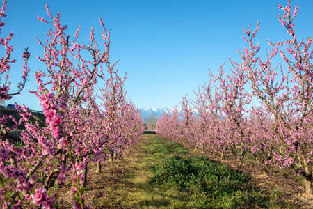 Apple orchard blossoms in spring in the Pyrenees-Orientales, Franceの写真素材