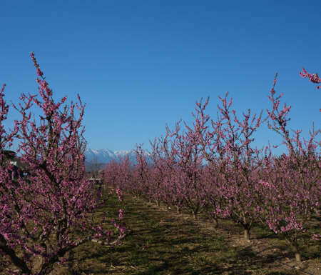 Apple orchard blossoms in spring in the Pyrenees-Orientales, Franceの写真素材