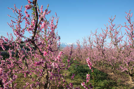 Apple orchard blossoms in spring in the Pyrenees-Orientales, Franceの写真素材