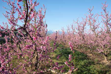 Apple orchard blossoms in spring in the Pyrenees-Orientales, Franceの写真素材
