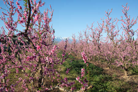 Apple orchard blossoms in spring in the Pyrenees-Orientales, Franceの写真素材