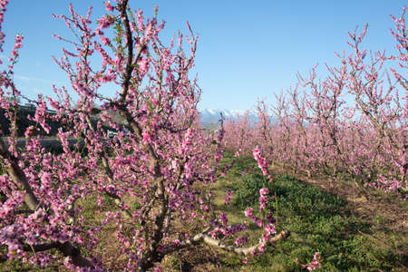 Apple orchard blossoms in spring in the Pyrenees-Orientales, Franceの写真素材
