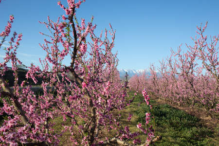 Apple orchard blossoms in spring in the Pyrenees-Orientales, Franceの写真素材