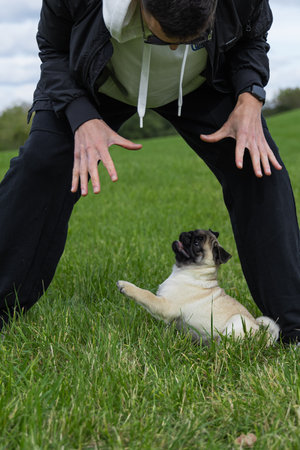 Pug puppy with owner on green grass in park. Selective focus.の写真素材