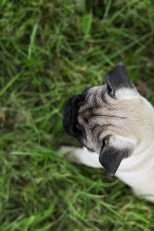 Cute pug puppy sitting on the grass in the park.の写真素材