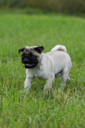 Cute pug dog standing on the green grass in the parkの写真素材