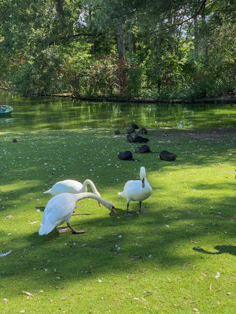 White swans on a green lawn in a park in the summerの写真素材