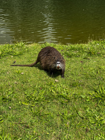 Nutria on the bank of a lakeの写真素材