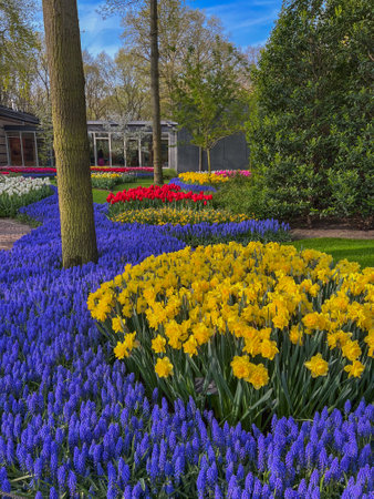 Tulips and hyacinths blooming in Keukenhof park in Netherlandsの写真素材