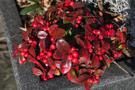 Bark of eucalyptus tree. Natural background.の写真素材