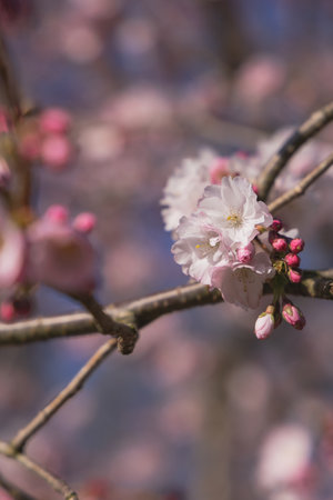 cherry blossom in spring time, closeup of pink flowers
