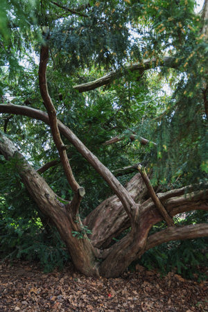 Old broken tree in the forest. Shallow depth of field.の写真素材