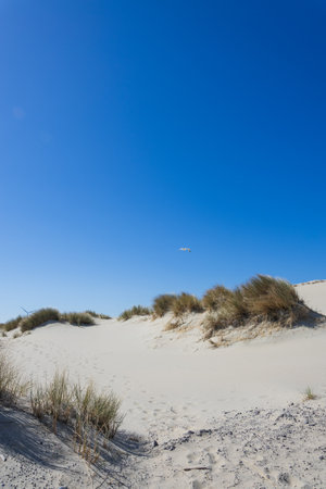 White sand dunes and seagull flying in the blue skyの写真素材