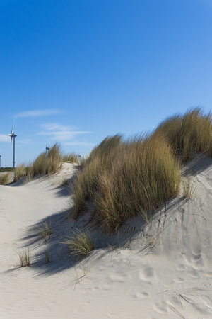 Wind turbines on the dunes on the North Sea coast