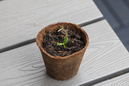 Plant seedling in a peat pot on a wooden table