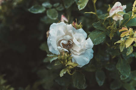 pink wild rose in the garden. Pink roses background. Retro filter.