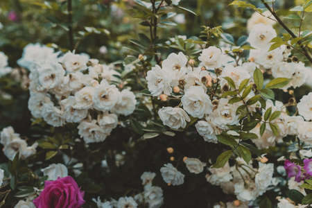 White wild rose in the garden. Pink roses background.の写真素材