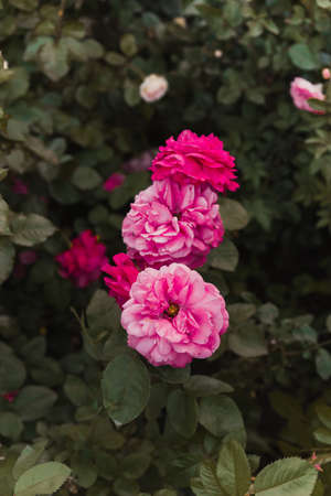 Red and pink wild rose in the garden. Pink roses background.の写真素材