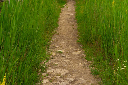 Wild flowers at sunset in the mountains.の写真素材