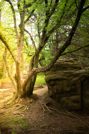 path through the forest trees, nature green wood