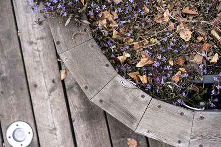 Old wooden planter with small purple flowers, top view. Space for textの写真素材