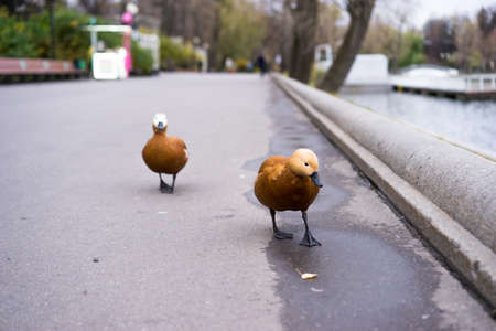 Two ducks on the embankment of the canal in the city.の写真素材