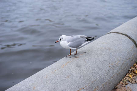 Seagull standing on the edge of a concrete pillar in the waterの写真素材