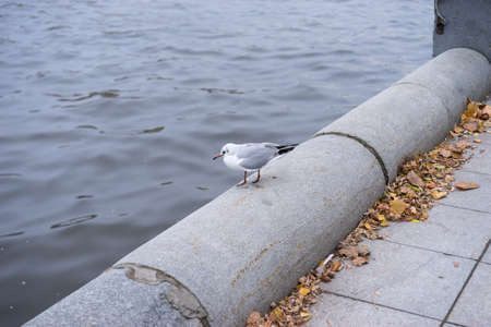 Seagull on the shore in the autumn.の写真素材