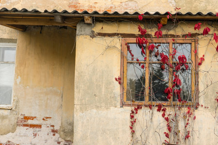 Old window with flowers on a brick wallの写真素材
